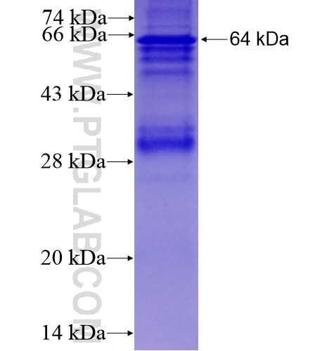 SQRDL fusion protein Ag10717 SDS-PAGE
