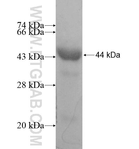 SQRDL fusion protein Ag10762 SDS-PAGE