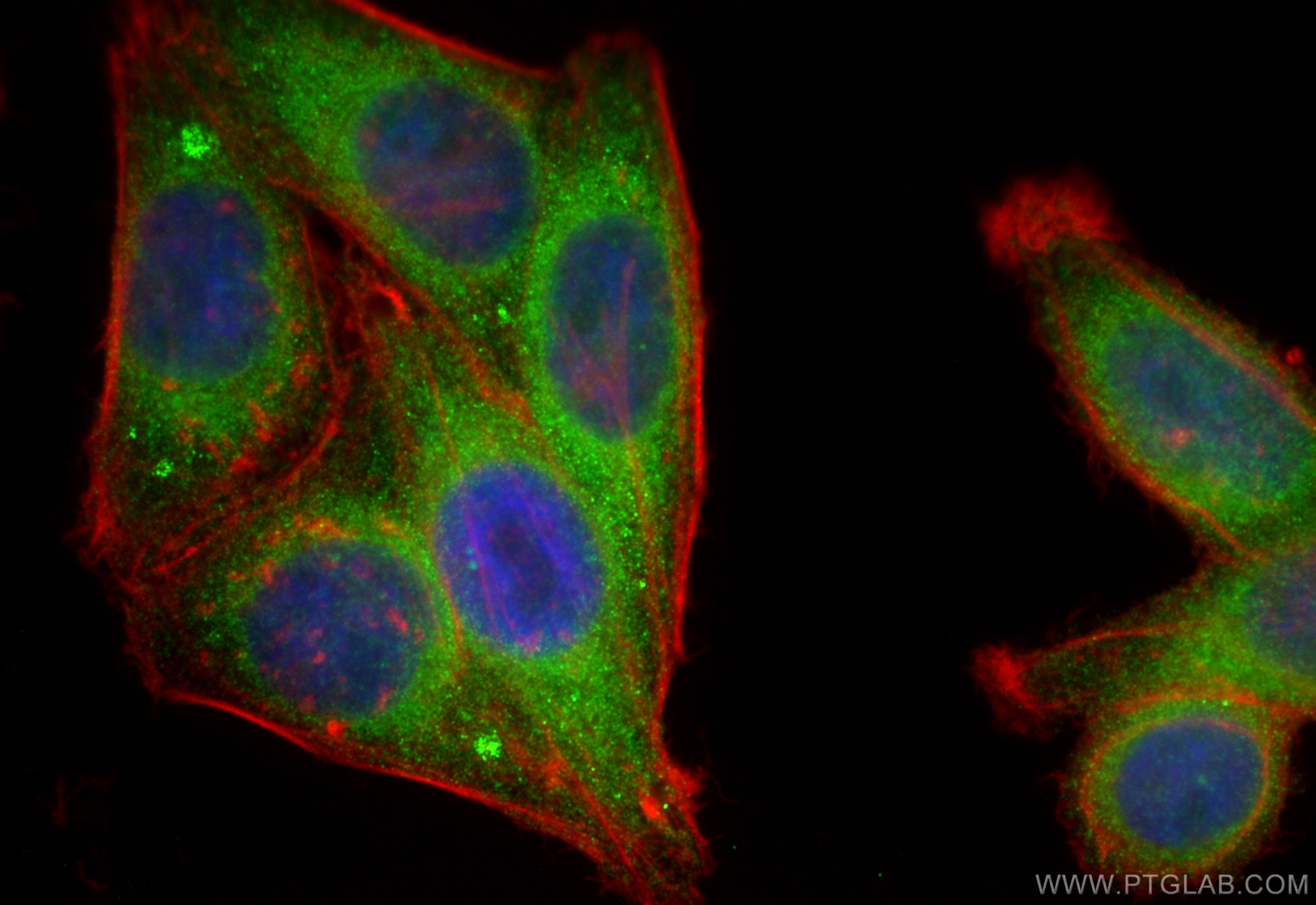 Immunofluorescence (IF) / fluorescent staining of HepG2 cells using FDFT1 Polyclonal antibody (13128-1-AP)