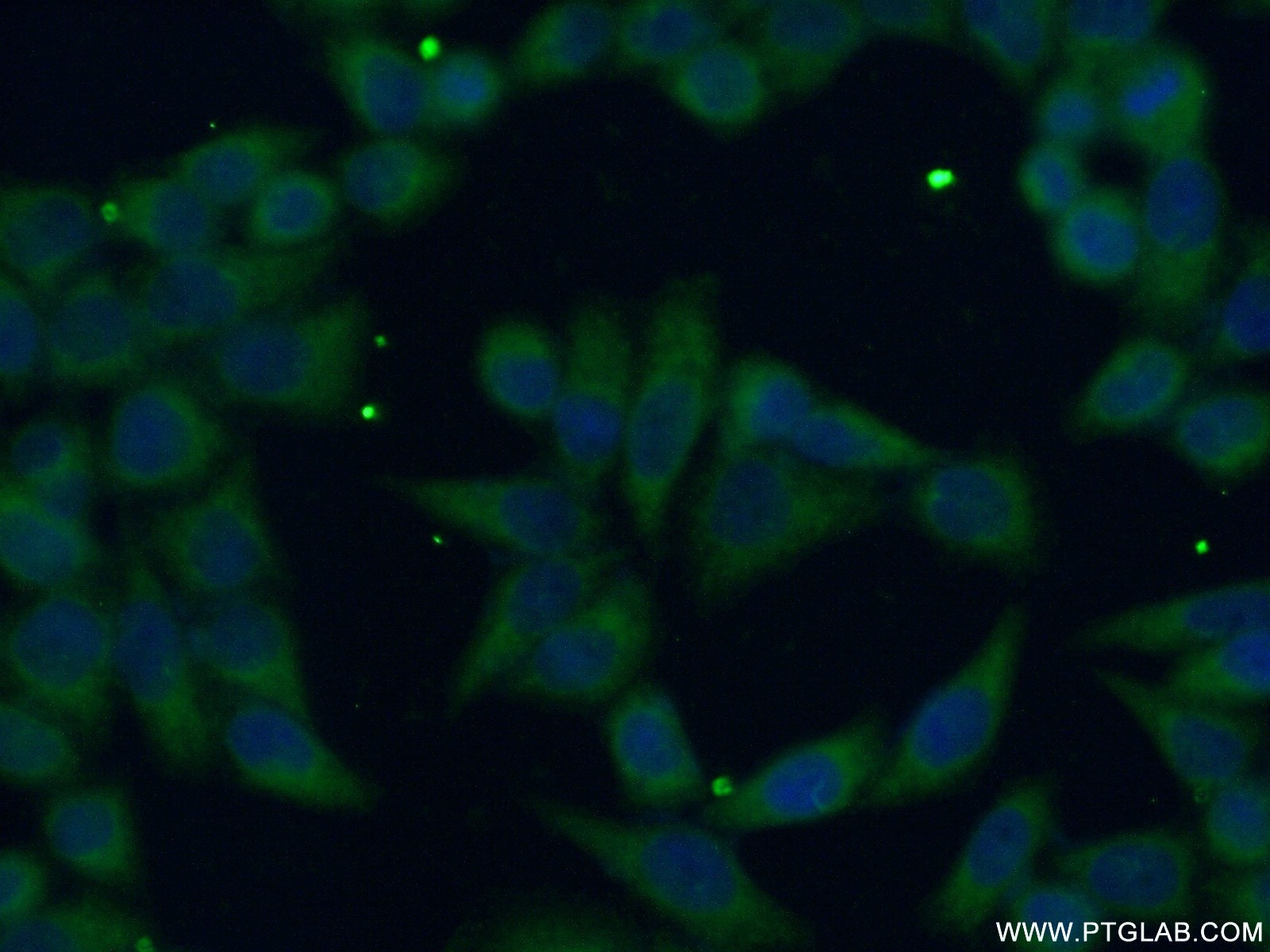 Immunofluorescence (IF) / fluorescent staining of L02 cells using FDFT1 Polyclonal antibody (13128-1-AP)