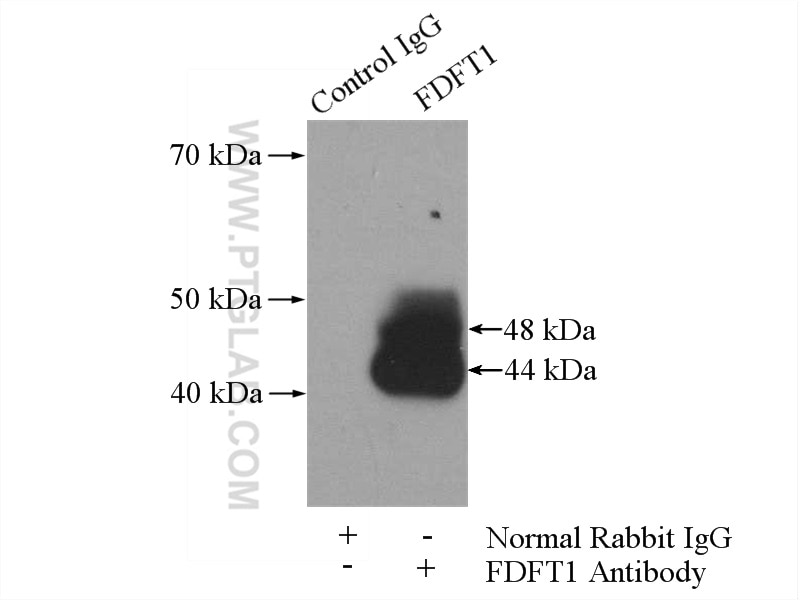 Immunoprecipitation (IP) experiment of COLO 320 cells using FDFT1 Polyclonal antibody (13128-1-AP)