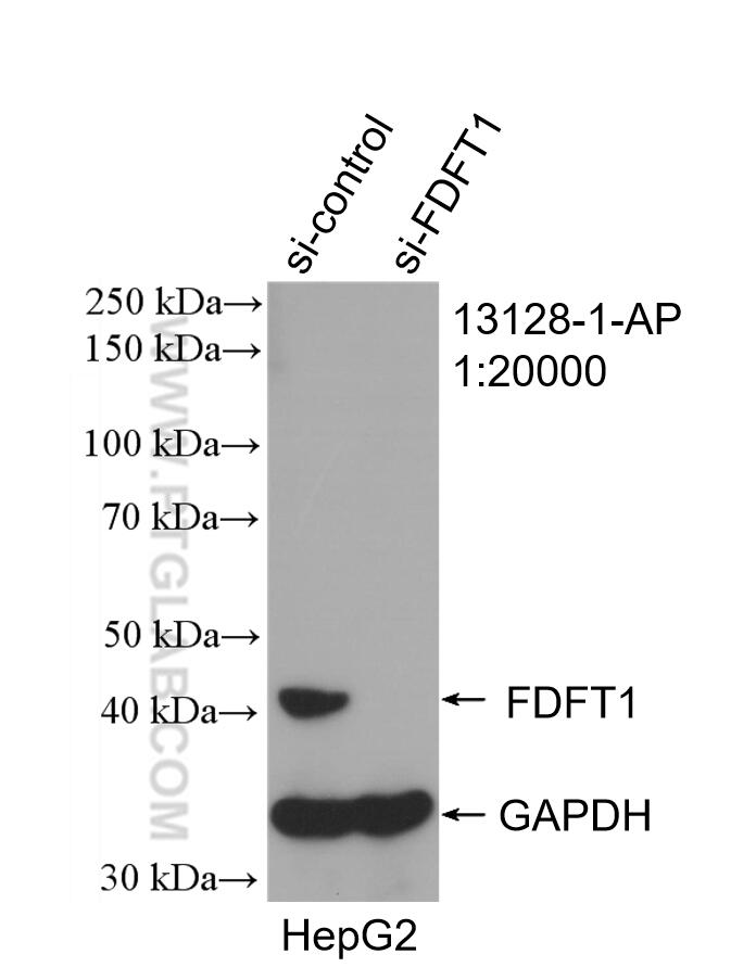 Western Blot (WB) analysis of HepG2 cells using FDFT1 Polyclonal antibody (13128-1-AP)