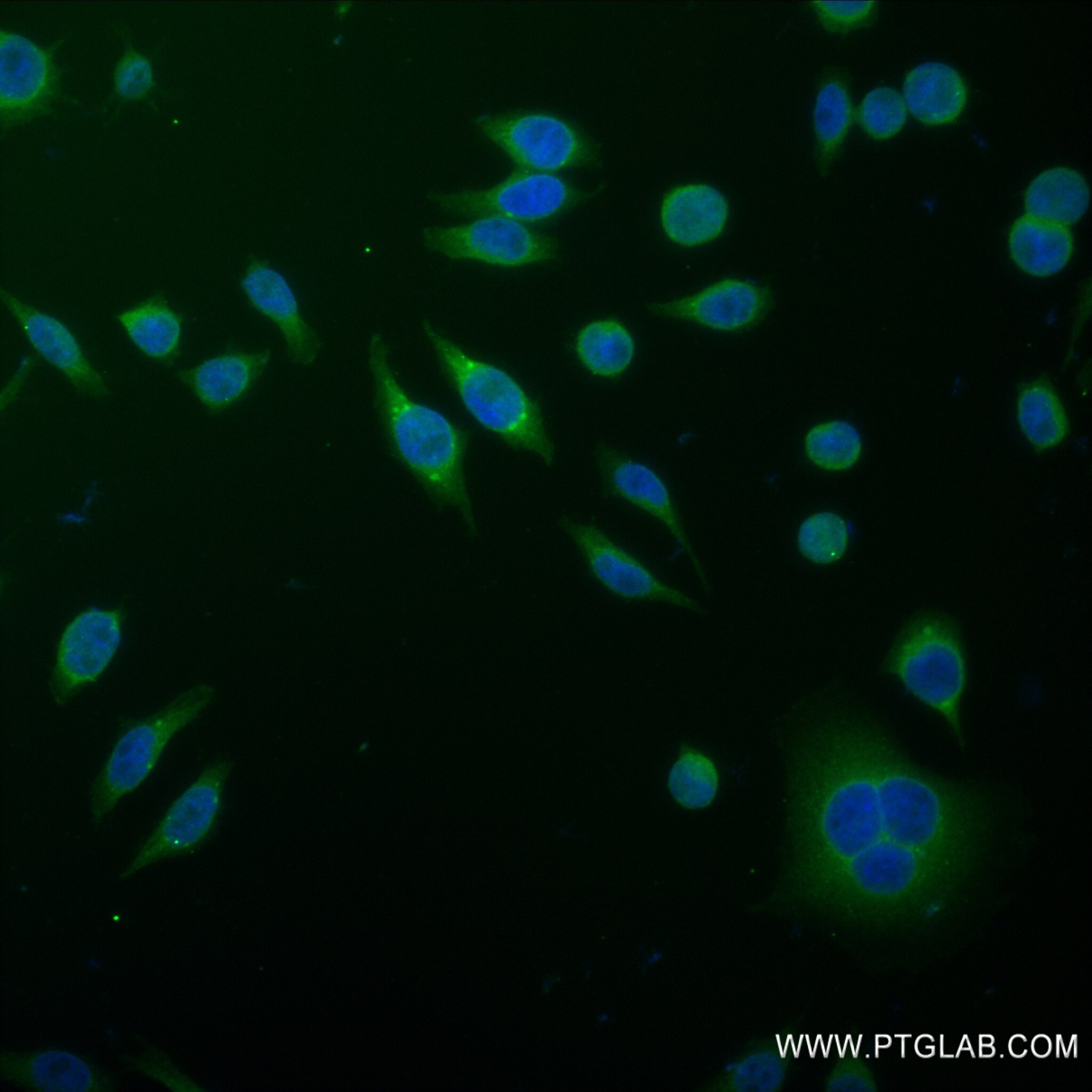 Immunofluorescence (IF) / fluorescent staining of HepG2 cells using FDFT1 Recombinant antibody (83020-2-RR)