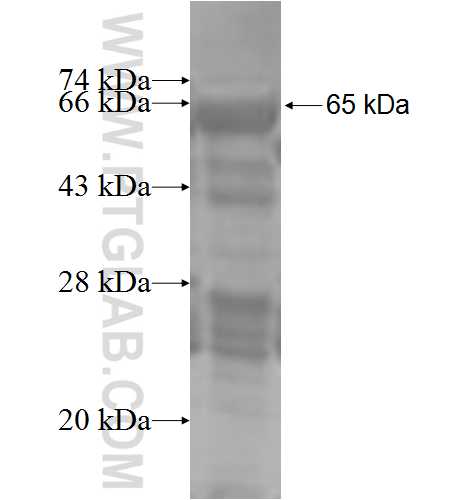 SQS fusion protein Ag3743 SDS-PAGE