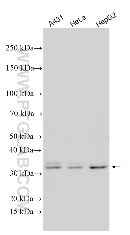 Western Blot (WB) analysis of various lysates using SRA1 Polyclonal antibody (18699-1-AP)