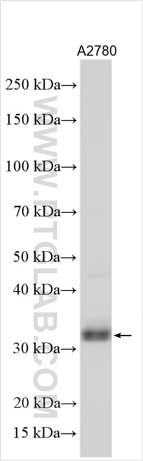 Western Blot (WB) analysis of A2780 cells using SRA1 Polyclonal antibody (24655-1-AP)