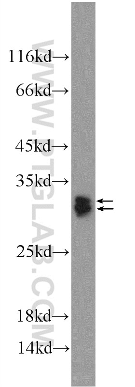 Western Blot (WB) analysis of HEK-293 cells using SRA1 Polyclonal antibody (24655-1-AP)