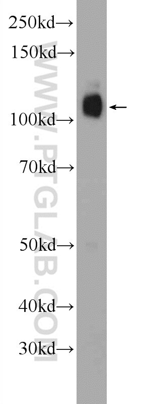 Western Blot (WB) analysis of mouse testis tissue using SRBD1 Polyclonal antibody (24931-1-AP)