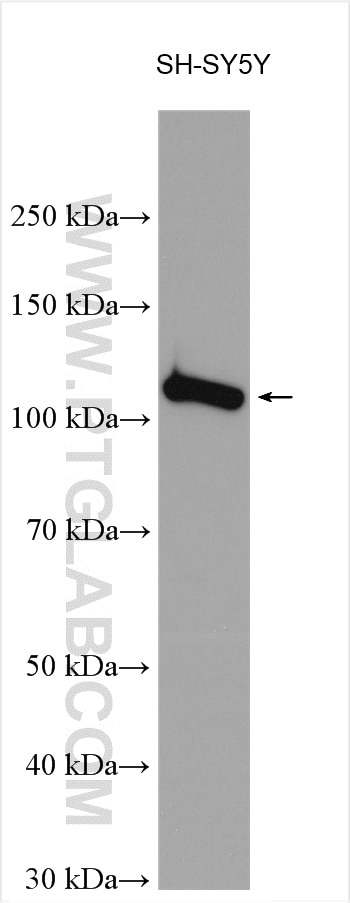 Western Blot (WB) analysis of various lysates using SRBD1 Polyclonal antibody (24931-1-AP)