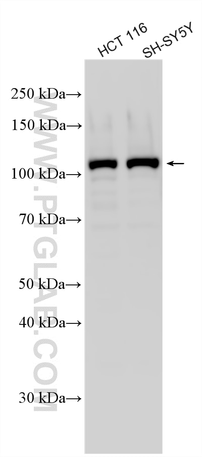 Western Blot (WB) analysis of various lysates using SRBD1 Polyclonal antibody (24931-1-AP)