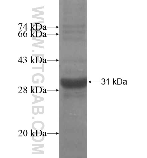 SRCRB4D fusion protein Ag14441 SDS-PAGE
