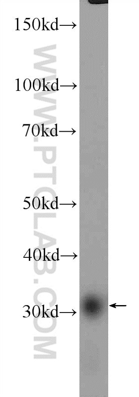 Western Blot (WB) analysis of mouse testis tissue using SRD5A1 Polyclonal antibody (26001-1-AP)