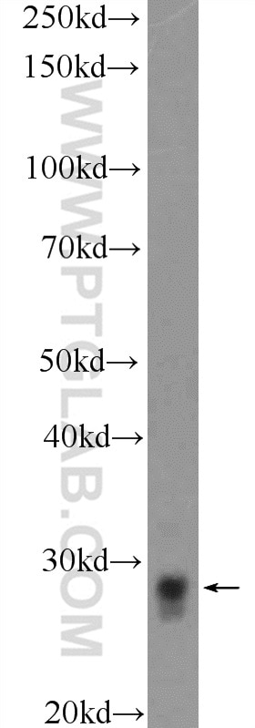 Western Blot (WB) analysis of DU 145 cells using SRD5A1 Polyclonal antibody (26001-1-AP)