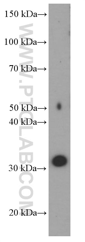 Western Blot (WB) analysis of human testis tissue using SRD5A1 Monoclonal antibody (66329-1-Ig)