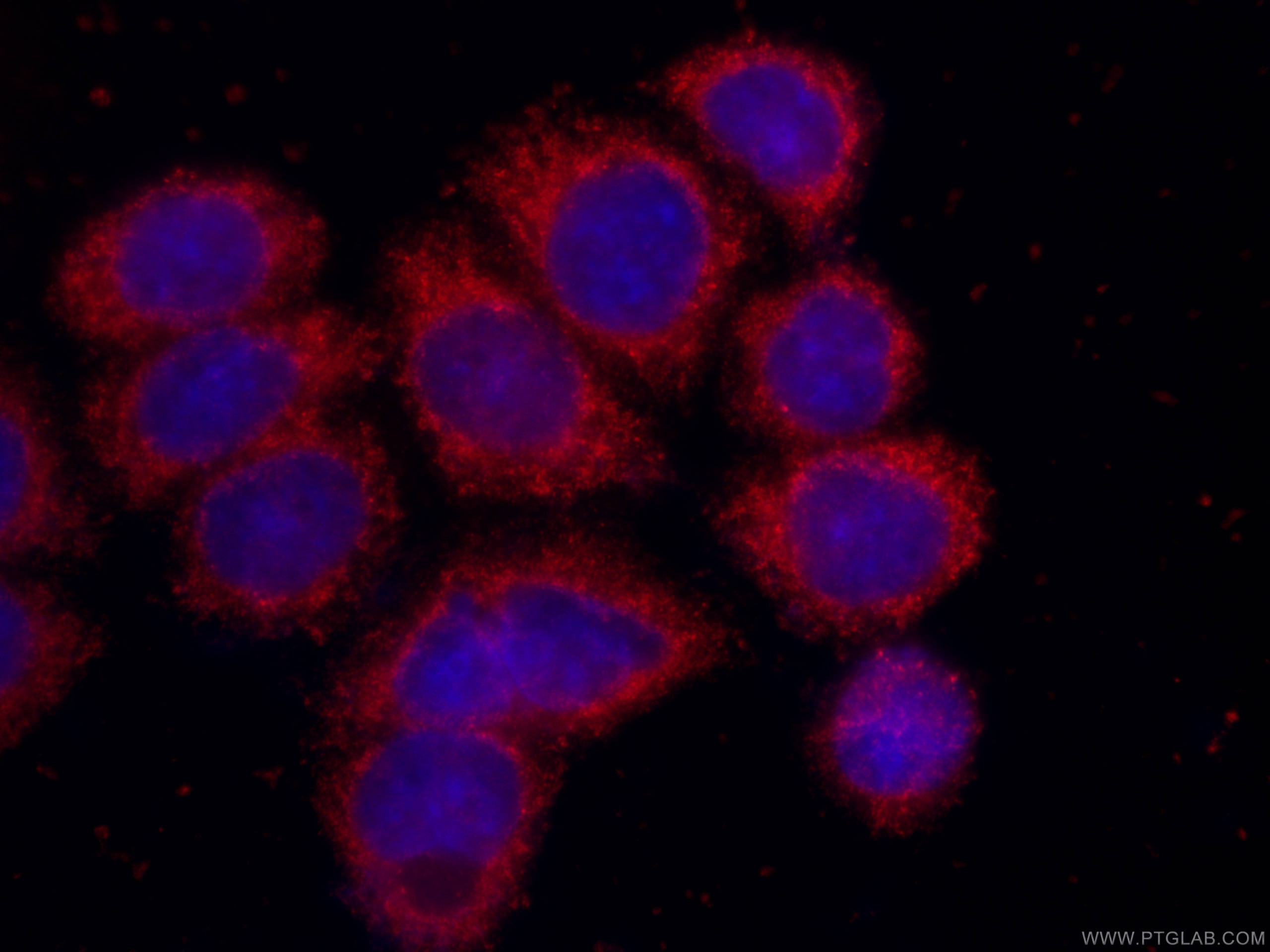 Immunofluorescence (IF) / fluorescent staining of HeLa cells using CoraLite®594-conjugated SRD5A1 Monoclonal antibody (CL594-66329)