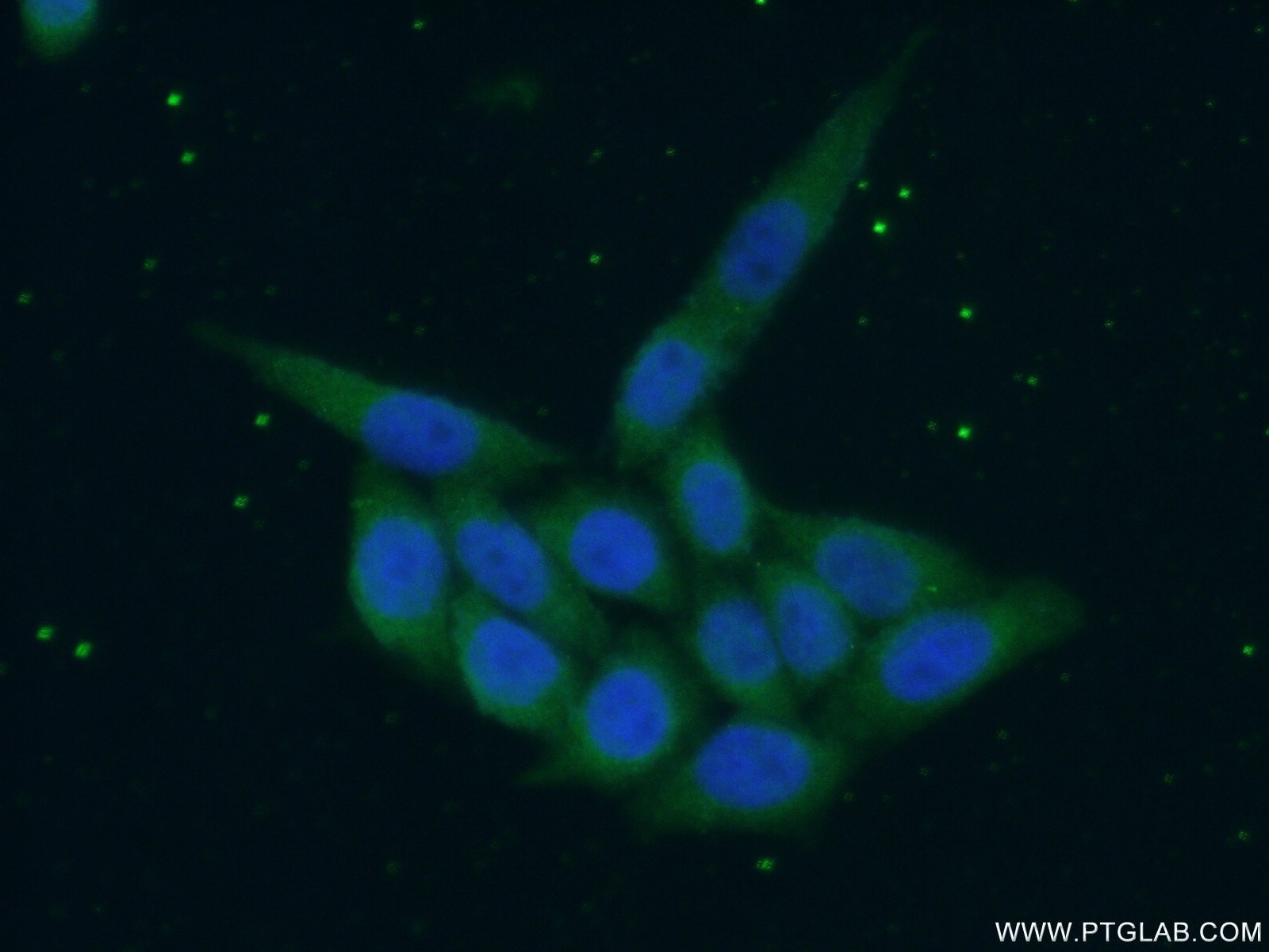 Immunofluorescence (IF) / fluorescent staining of HeLa cells using SREBF1 Polyclonal antibody (14088-1-AP)
