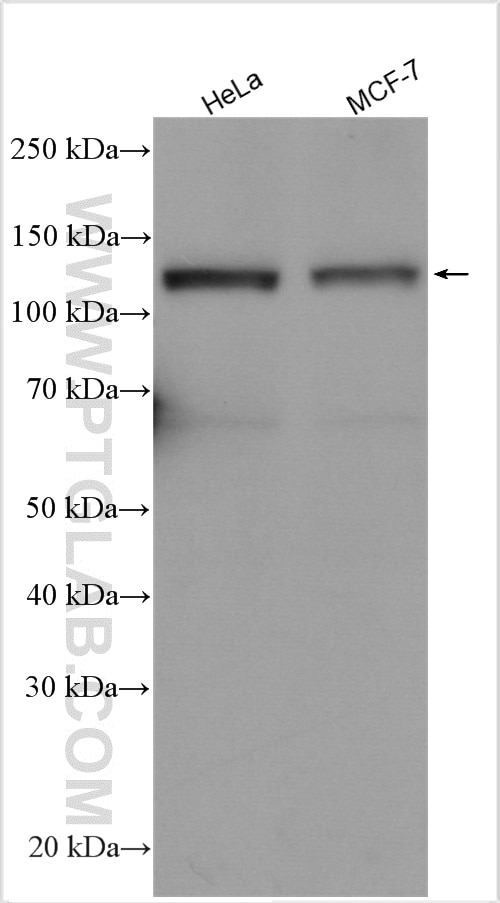 Western Blot (WB) analysis of various lysates using SREBF1 Polyclonal antibody (14088-1-AP)