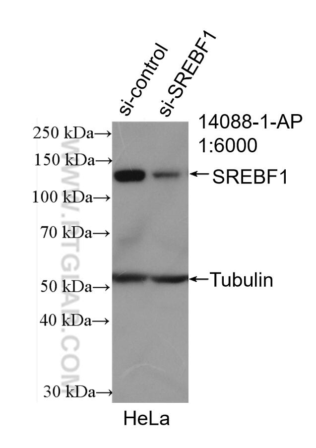 Western Blot (WB) analysis of HeLa cells using SREBF1 Polyclonal antibody (14088-1-AP)