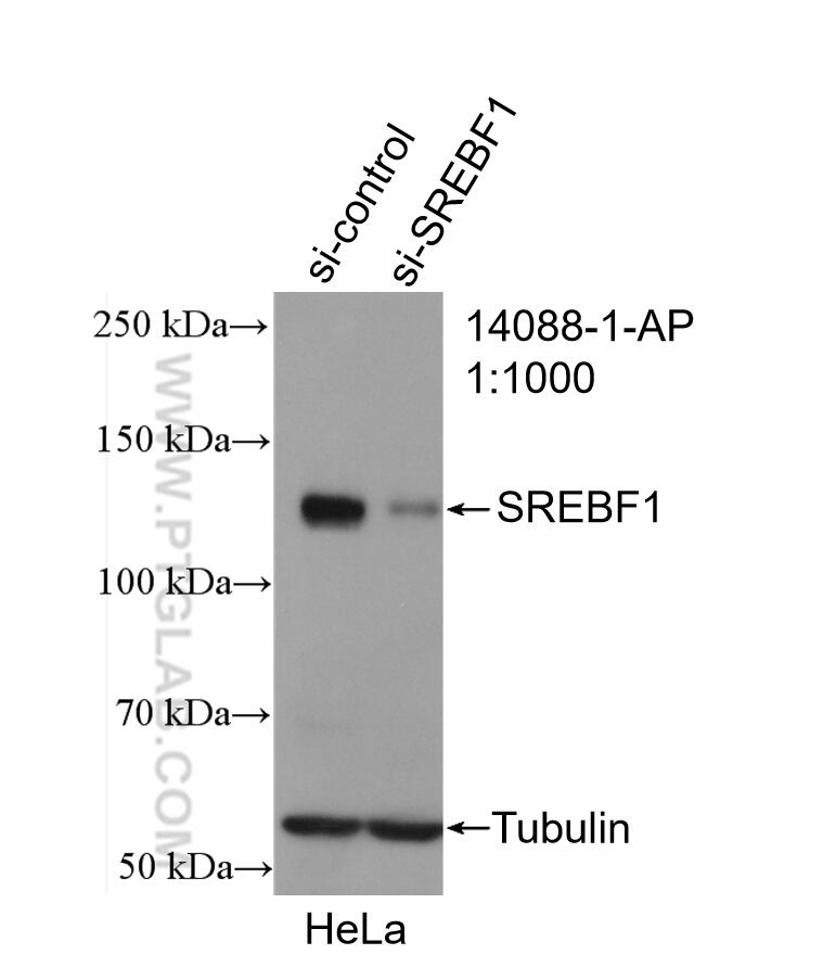 Western Blot (WB) analysis of HeLa cells using SREBF1 Polyclonal antibody (14088-1-AP)