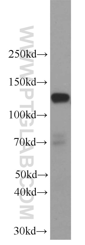 Western Blot (WB) analysis of L02 cells using SREBF1 Polyclonal antibody (14088-1-AP)