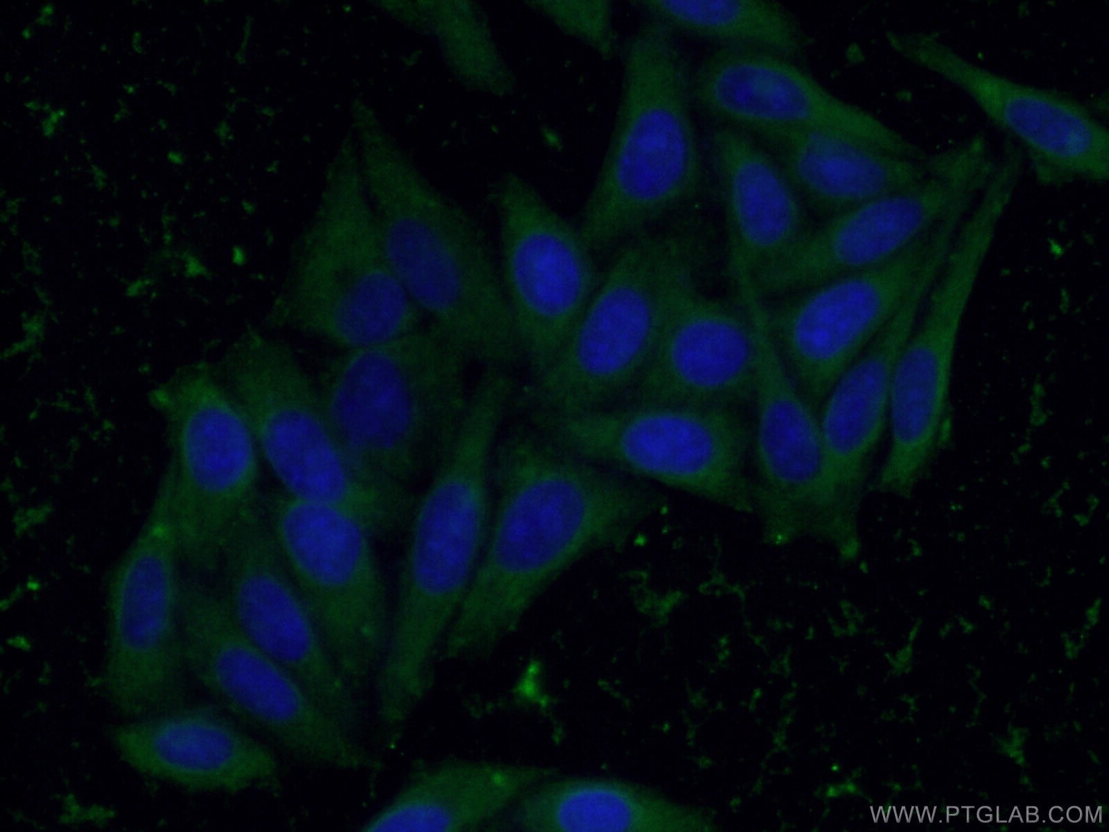 Immunofluorescence (IF) / fluorescent staining of HepG2 cells using SREBF1 Monoclonal antibody (66875-1-Ig)