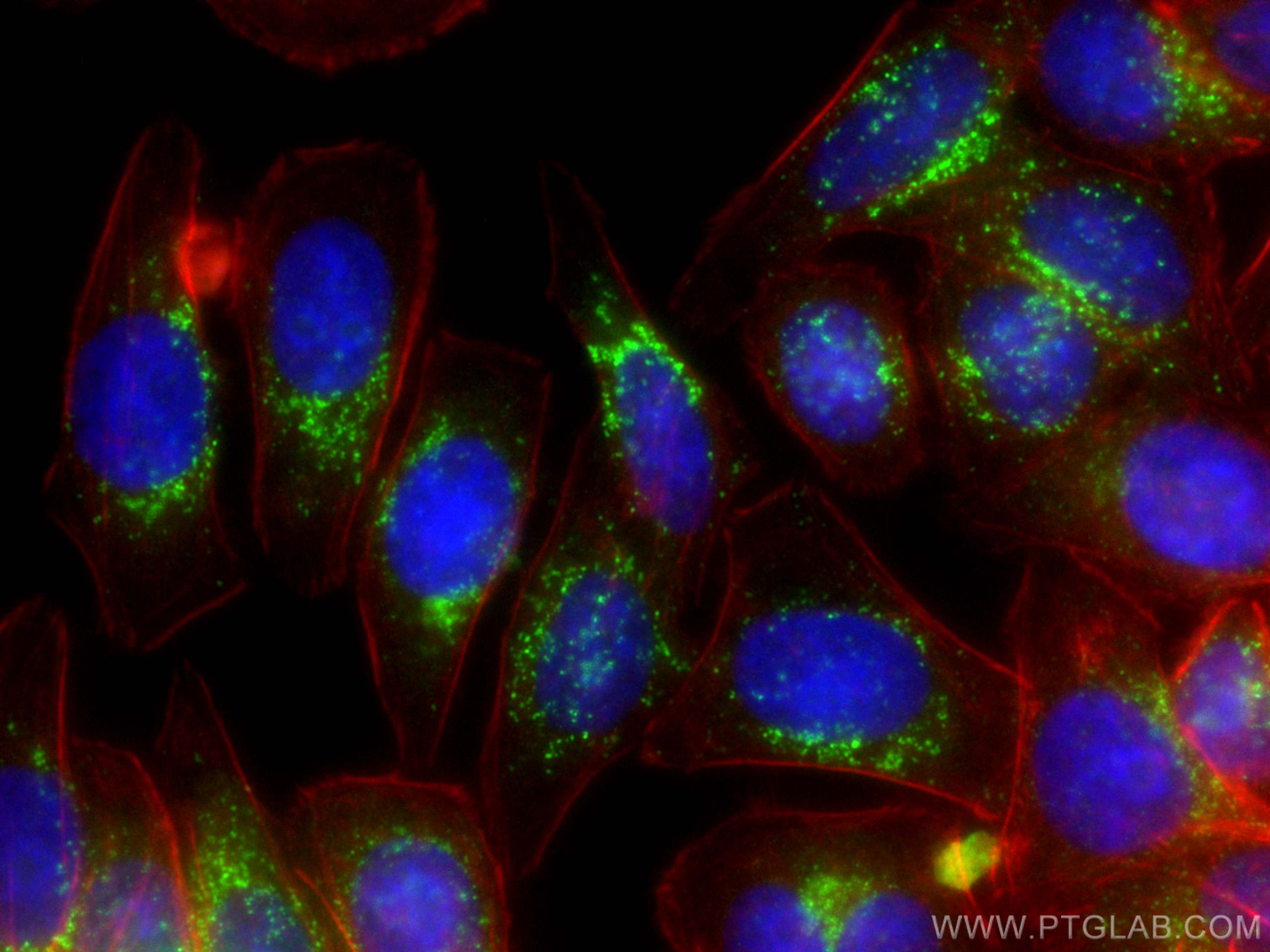 Immunofluorescence (IF) / fluorescent staining of HepG2 cells using SREBF1 Monoclonal antibody (66875-1-Ig)