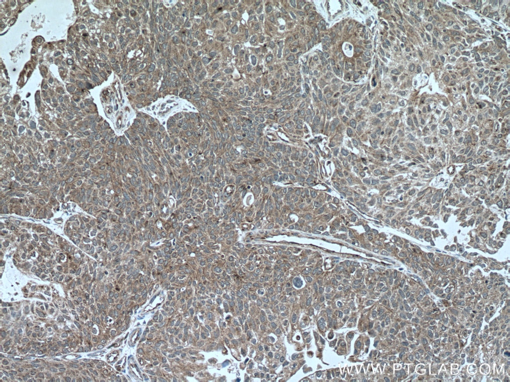 Immunohistochemistry (IHC) staining of human kidney tissue using SREBF1 Monoclonal antibody (66875-1-Ig)