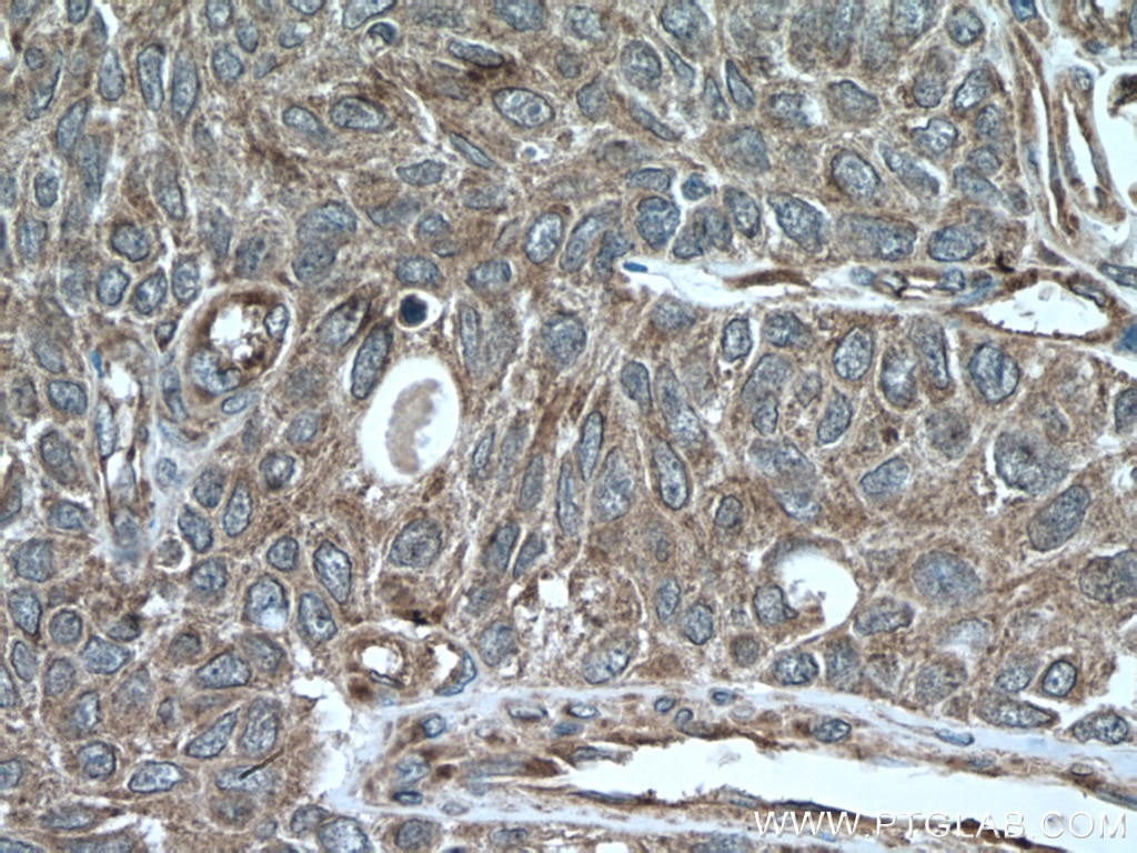 Immunohistochemistry (IHC) staining of human kidney tissue using SREBF1 Monoclonal antibody (66875-1-Ig)