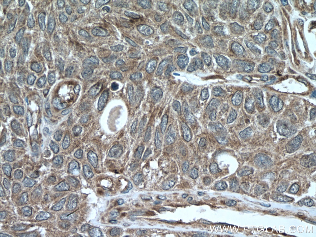 IHC staining of human kidney using 66875-1-Ig