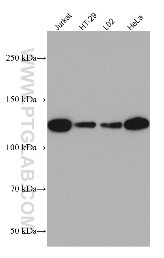 Western Blot (WB) analysis of various lysates using SREBF1 Monoclonal antibody (66875-1-Ig)