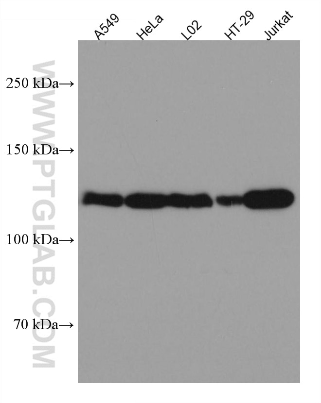 Western Blot (WB) analysis of various lysates using SREBF1 Monoclonal antibody (66875-1-Ig)