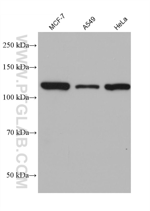 Western Blot (WB) analysis of various lysates using SREBF1 Monoclonal antibody (66875-1-Ig)