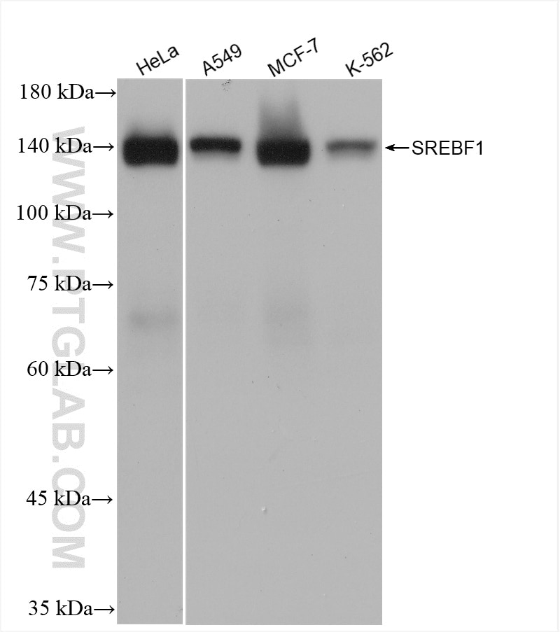 Western Blot (WB) analysis of HeLa cells using SREBF1 Recombinant antibody (82684-3-RR)