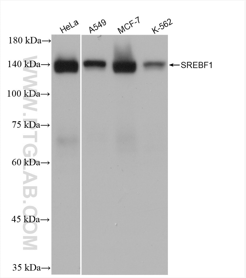 WB analysis of HeLa using 82684-3-RR