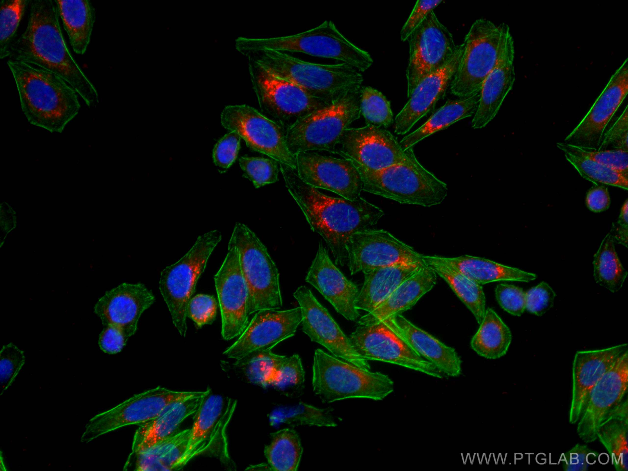 Immunofluorescence (IF) / fluorescent staining of HepG2 cells using CoraLite®594-conjugated SREBF1 Monoclonal antibody (CL594-66875)