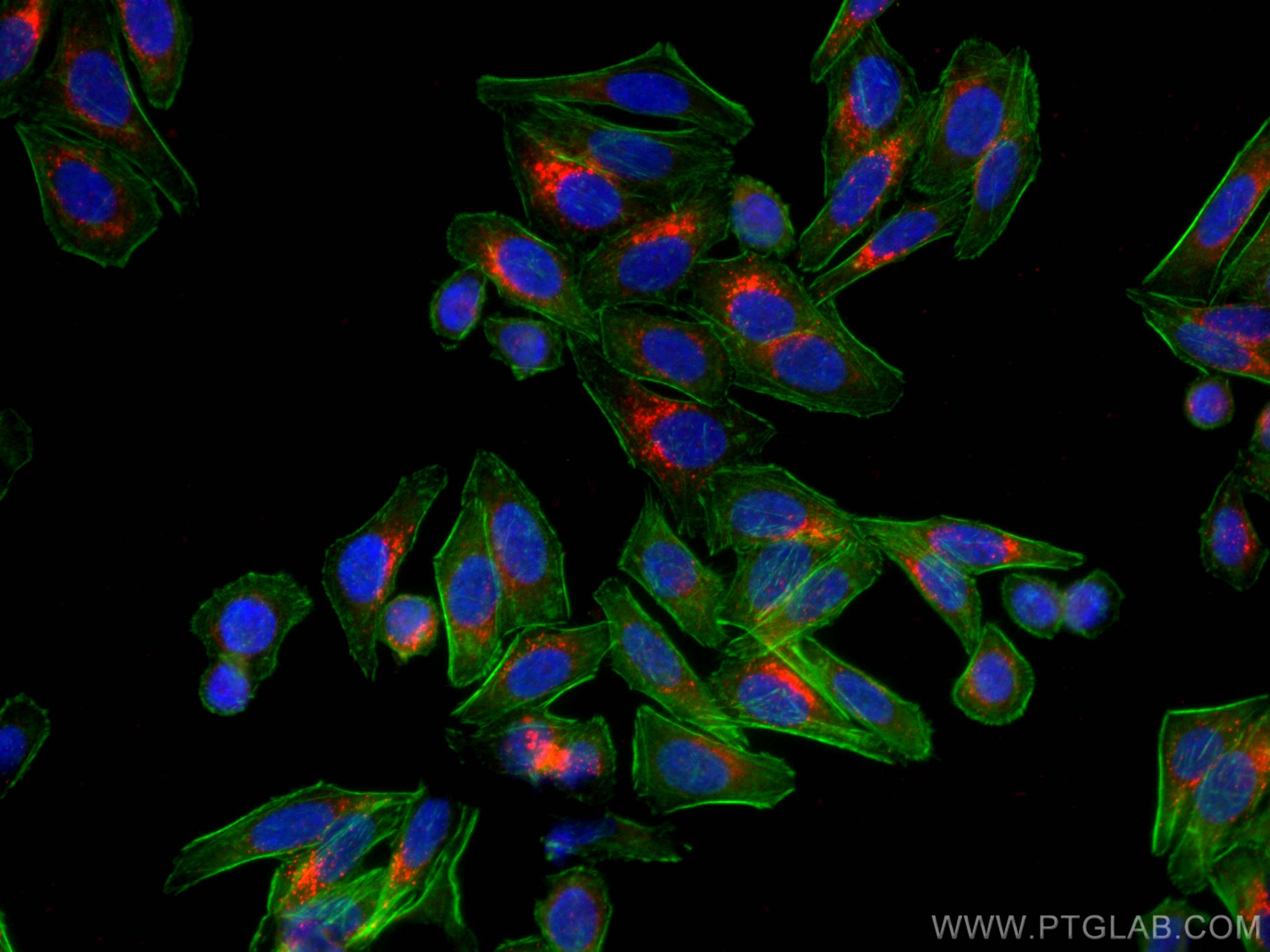 IF Staining of HepG2 using CL594-66875