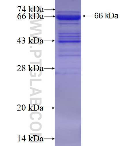 SREBF1 fusion protein Ag5219 SDS-PAGE