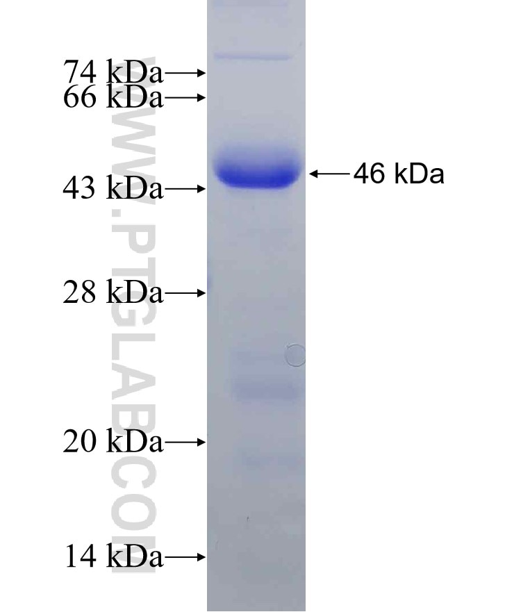 SREBF1 fusion protein Ag5484 SDS-PAGE