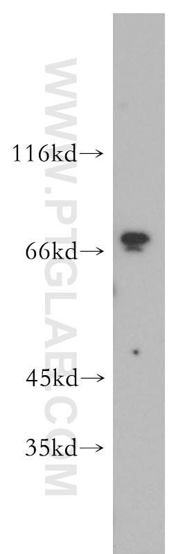 Western Blot (WB) analysis of HEK-293 cells using SREBF2 Polyclonal antibody (14508-1-AP)