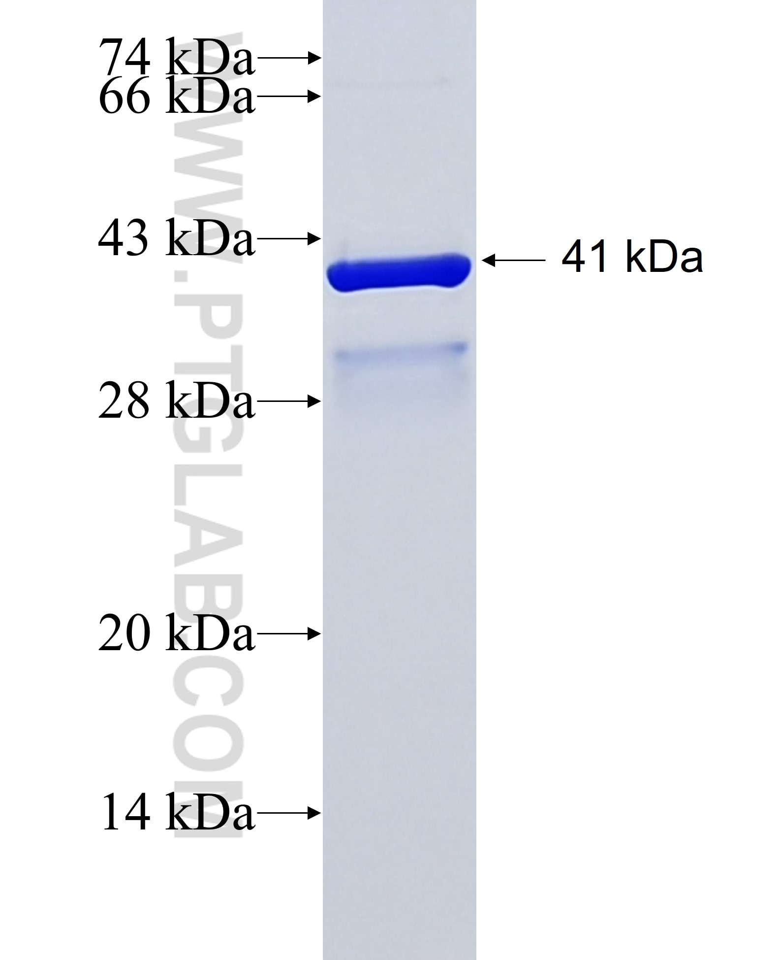 SREBF2 fusion protein Ag28205 SDS-PAGE