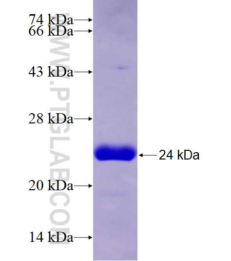 SREBF2 fusion protein Ag28241 SDS-PAGE