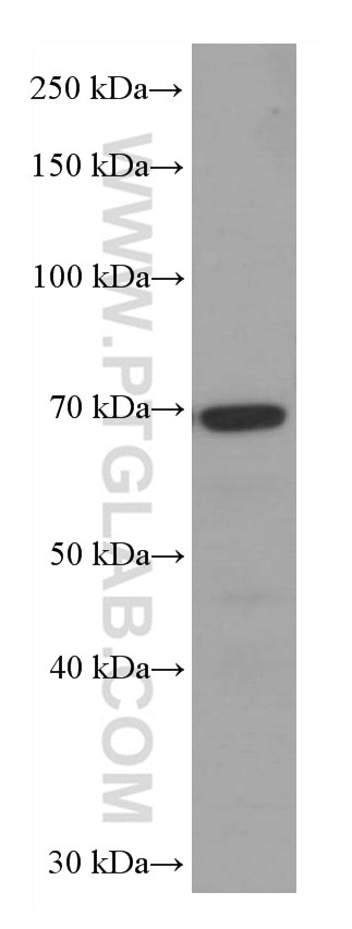 Western Blot (WB) analysis of RAW 264.7 cells using SRF Monoclonal antibody (66742-1-Ig)