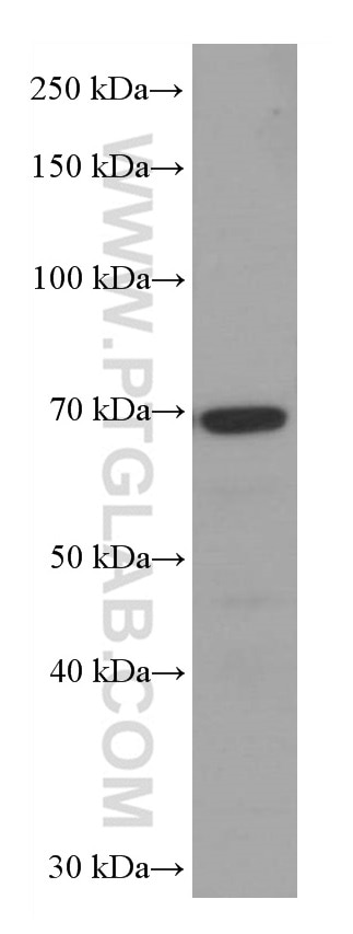 WB analysis of RAW 264.7 using 66742-1-Ig
