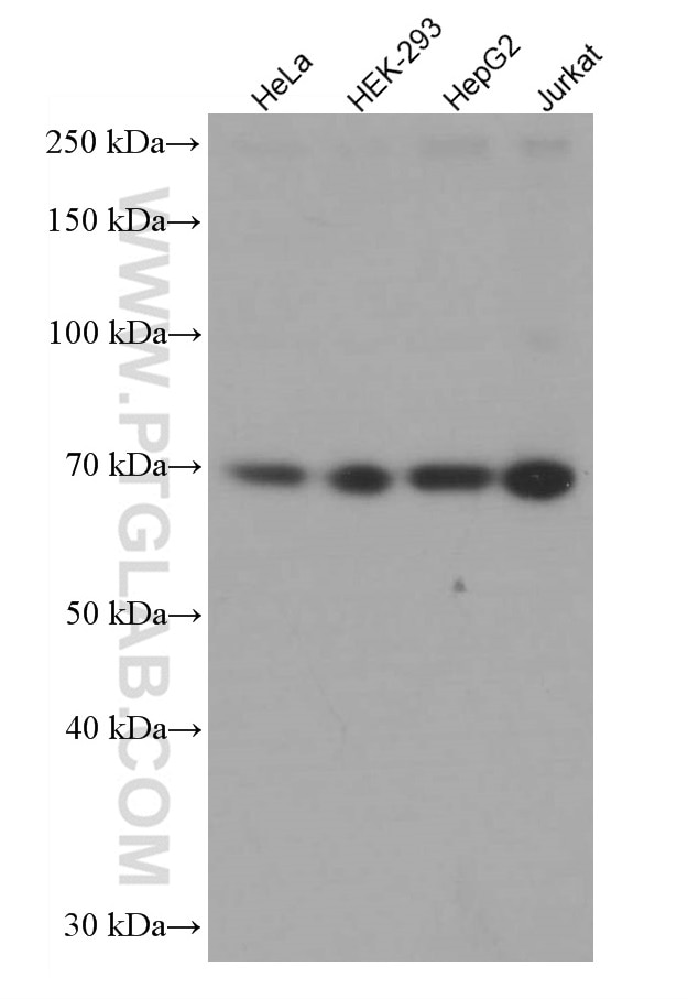 Western Blot (WB) analysis of various lysates using SRF Monoclonal antibody (66742-1-Ig)