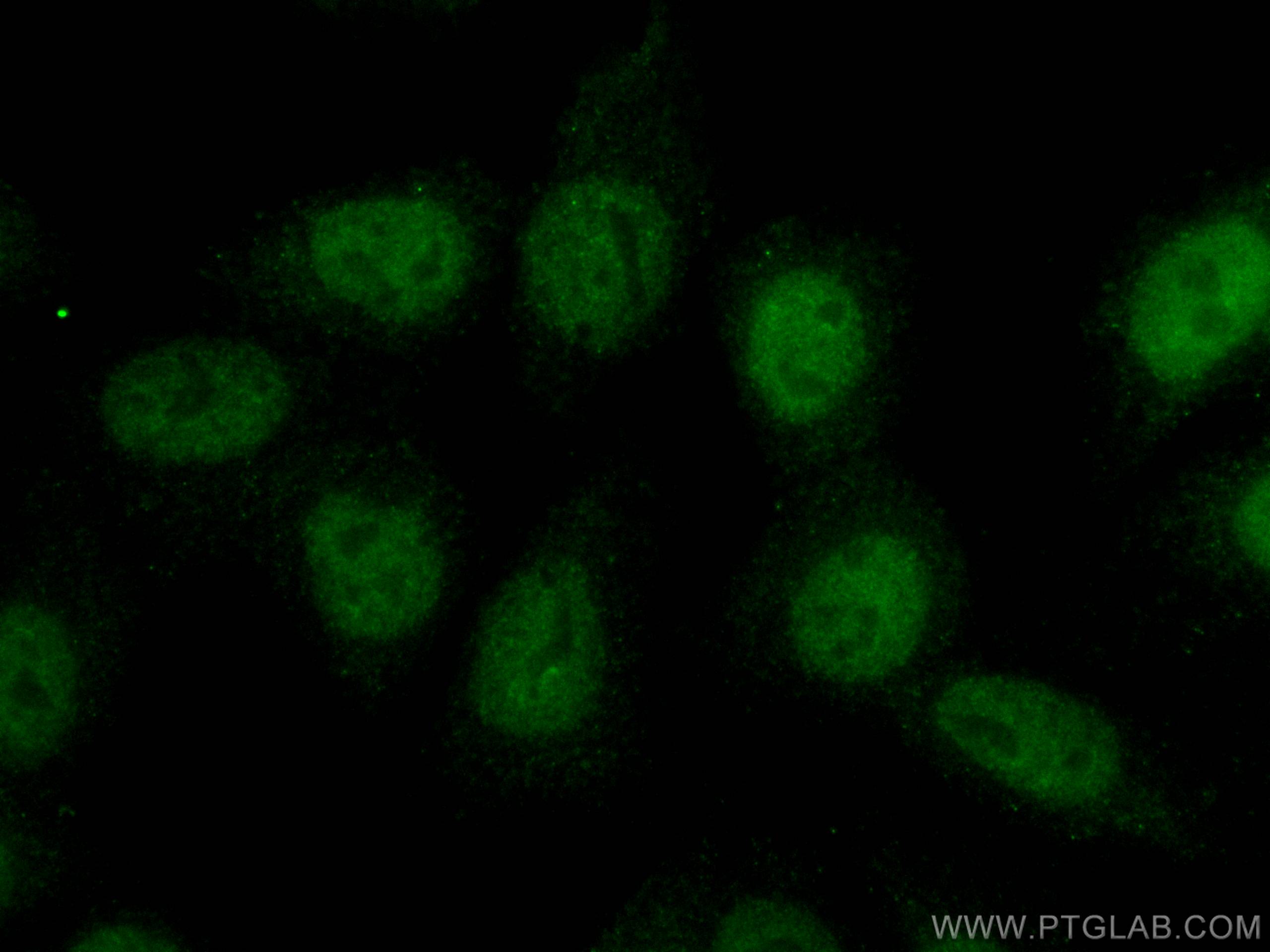 Immunofluorescence (IF) / fluorescent staining of HepG2 cells using CoraLite® Plus 488-conjugated SRF Monoclonal antib (CL488-66742)