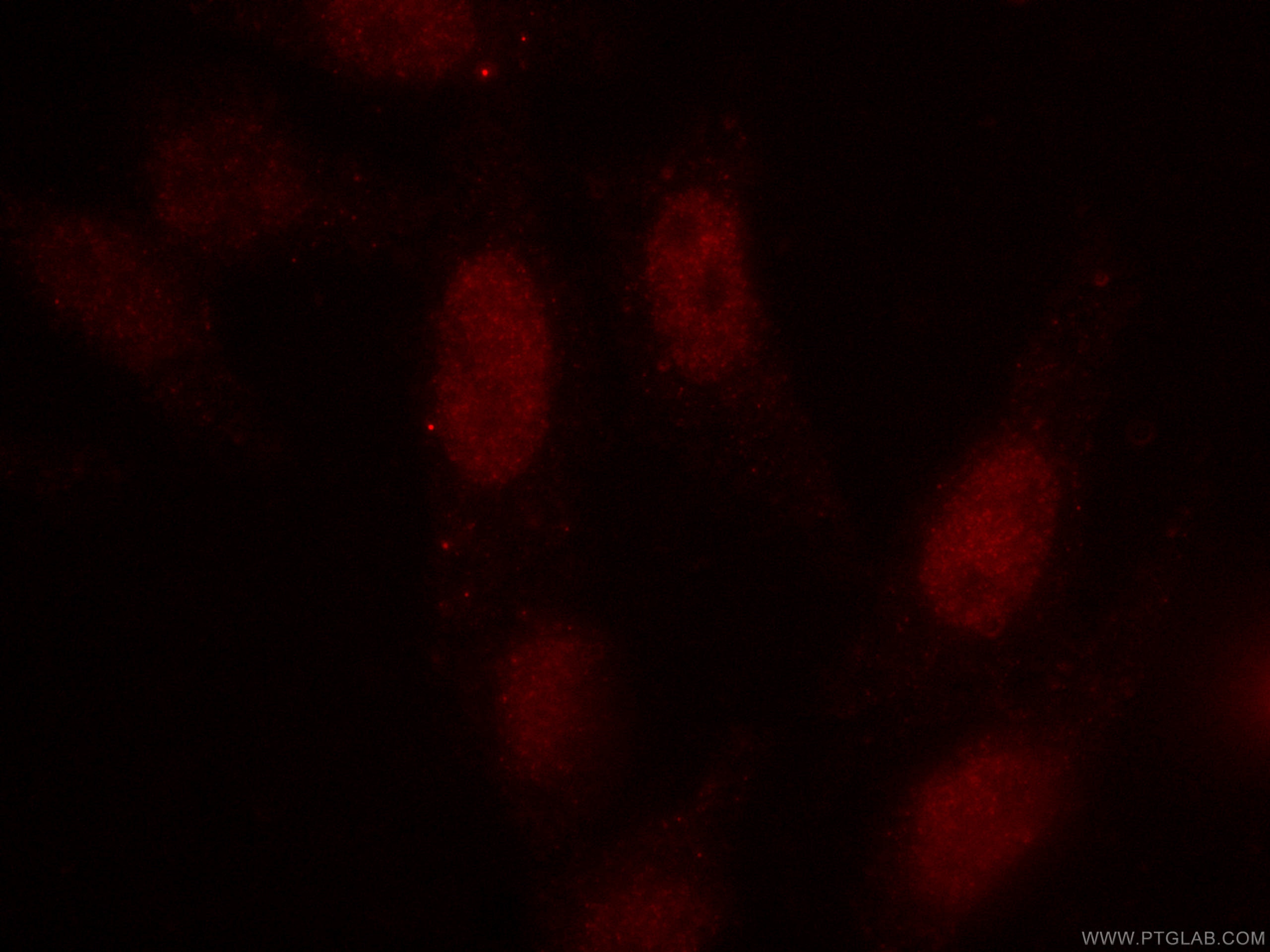 Immunofluorescence (IF) / fluorescent staining of HepG2 cells using CoraLite®594-conjugated SRF Monoclonal antibody (CL594-66742)