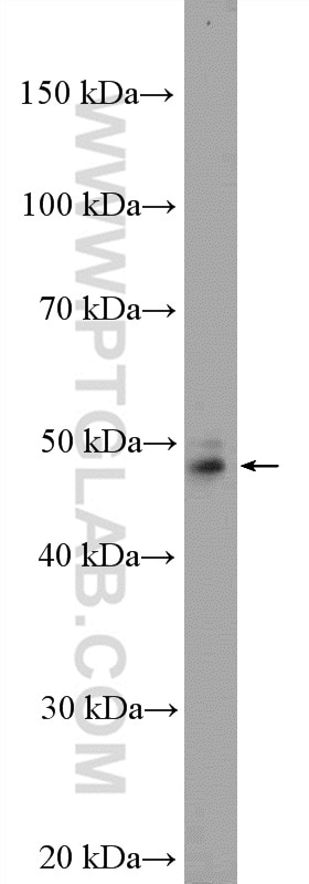 Western Blot (WB) analysis of HepG2 cells using SRFBP1 Polyclonal antibody (12792-1-AP)
