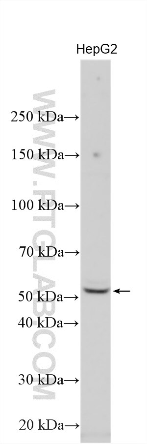 Western Blot (WB) analysis of various lysates using SRFBP1 Polyclonal antibody (12792-1-AP)