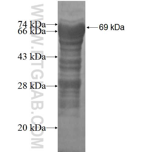 SRFBP1 fusion protein Ag3517 SDS-PAGE