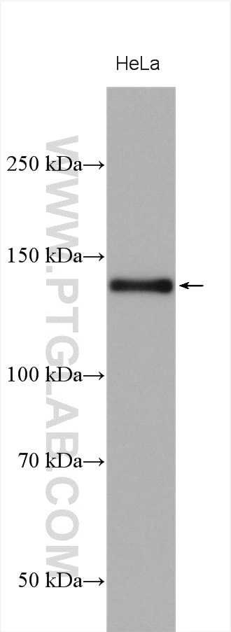 Western Blot (WB) analysis of various lysates using SRGAP1 Polyclonal antibody (13252-1-AP)